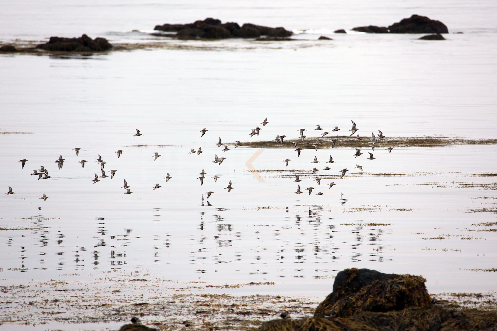 Vol d'oiseaux