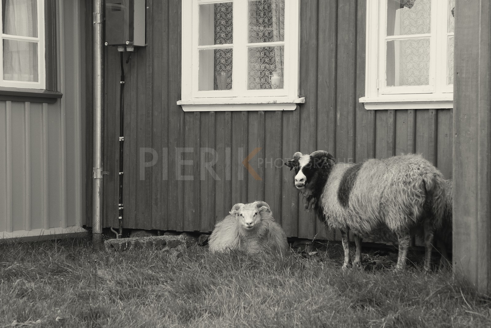 Moutons sur Flatey Island