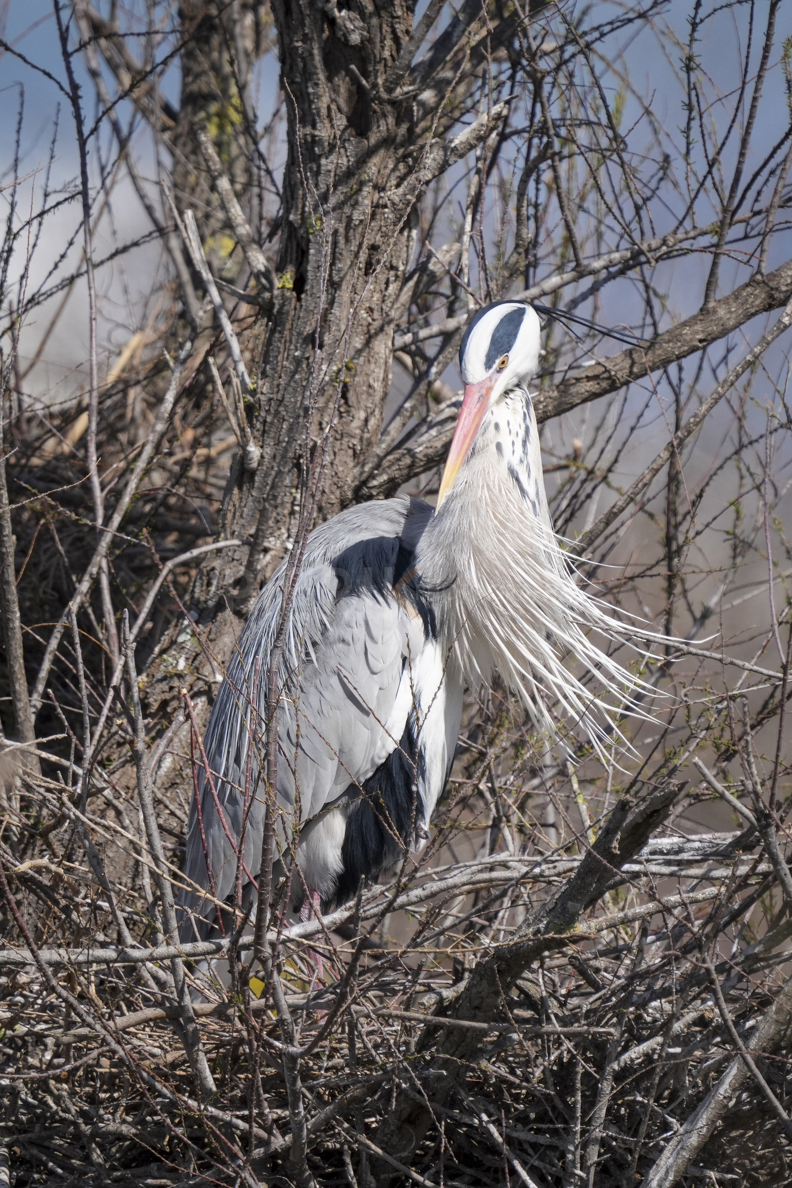 DSC03049-Pierik.jpg