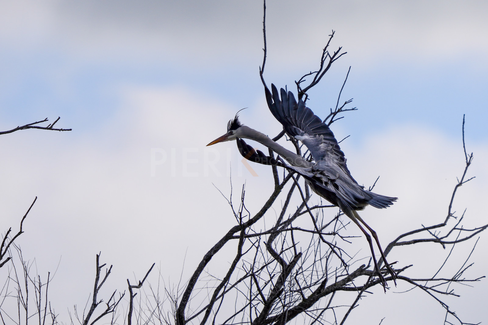 DSC02807-Pierik.jpg