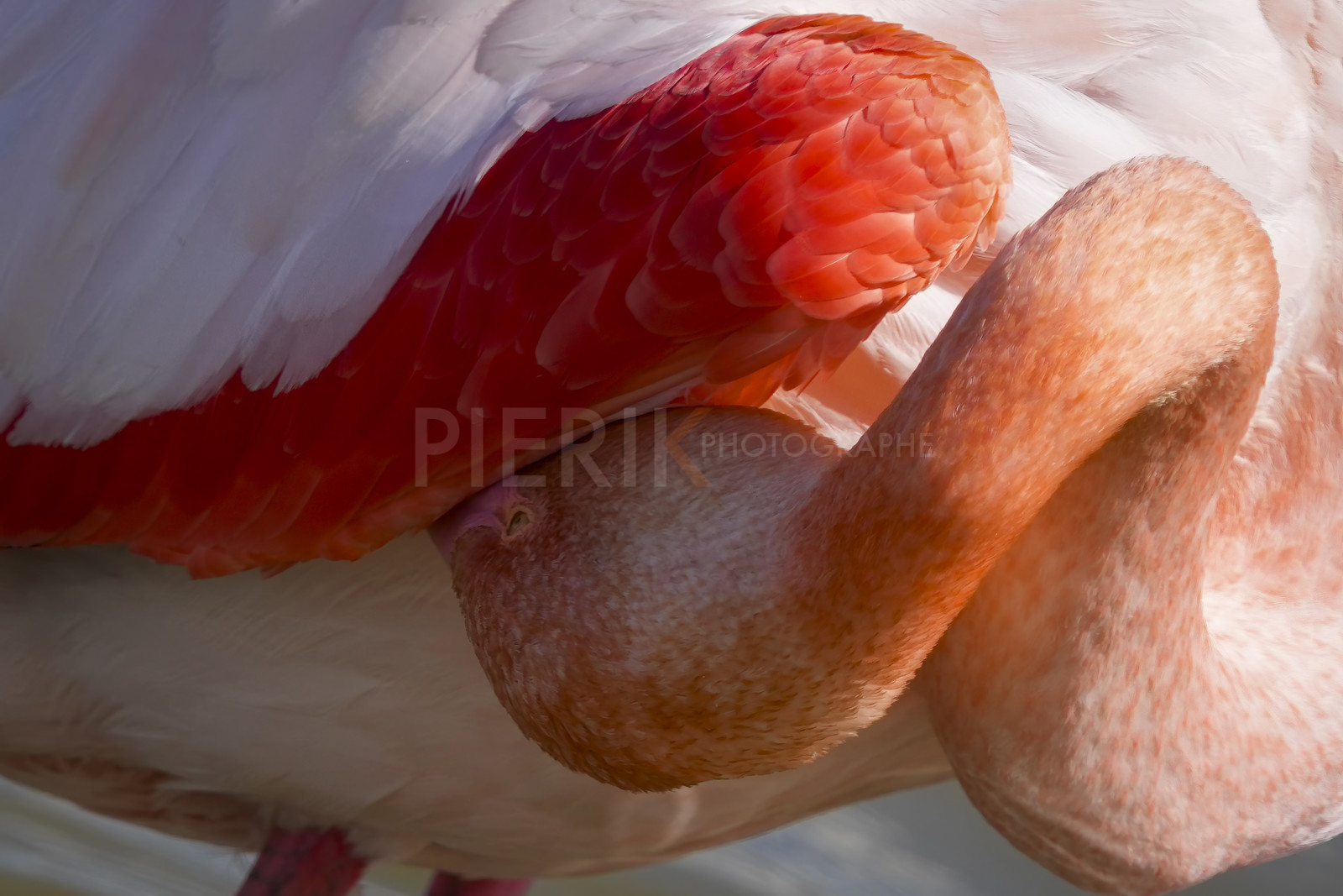 DSC03155-Pierik.jpg