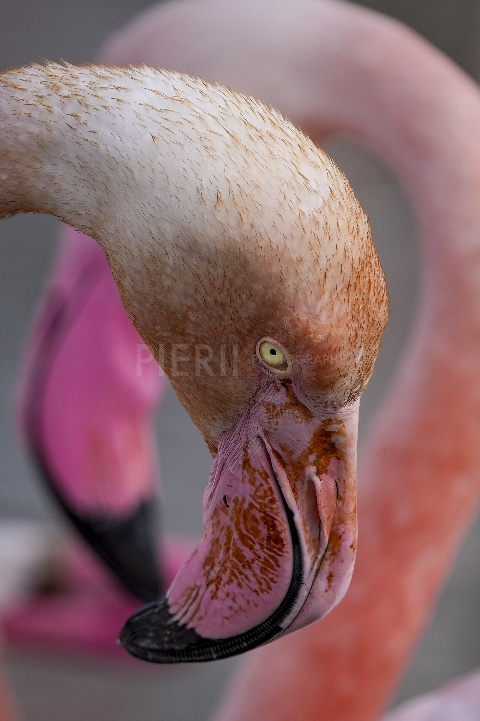 DSC02961-Pierik.jpg