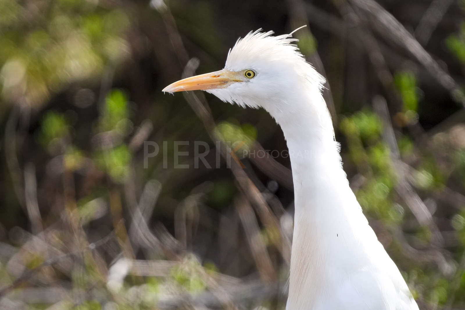 DSC02840-Pierik.jpg
