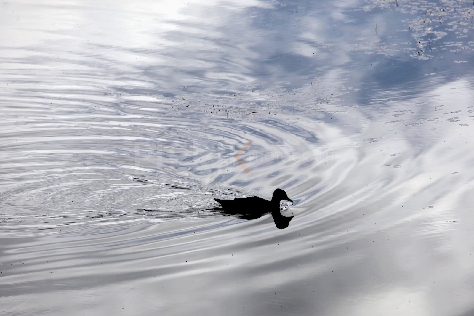 Canard