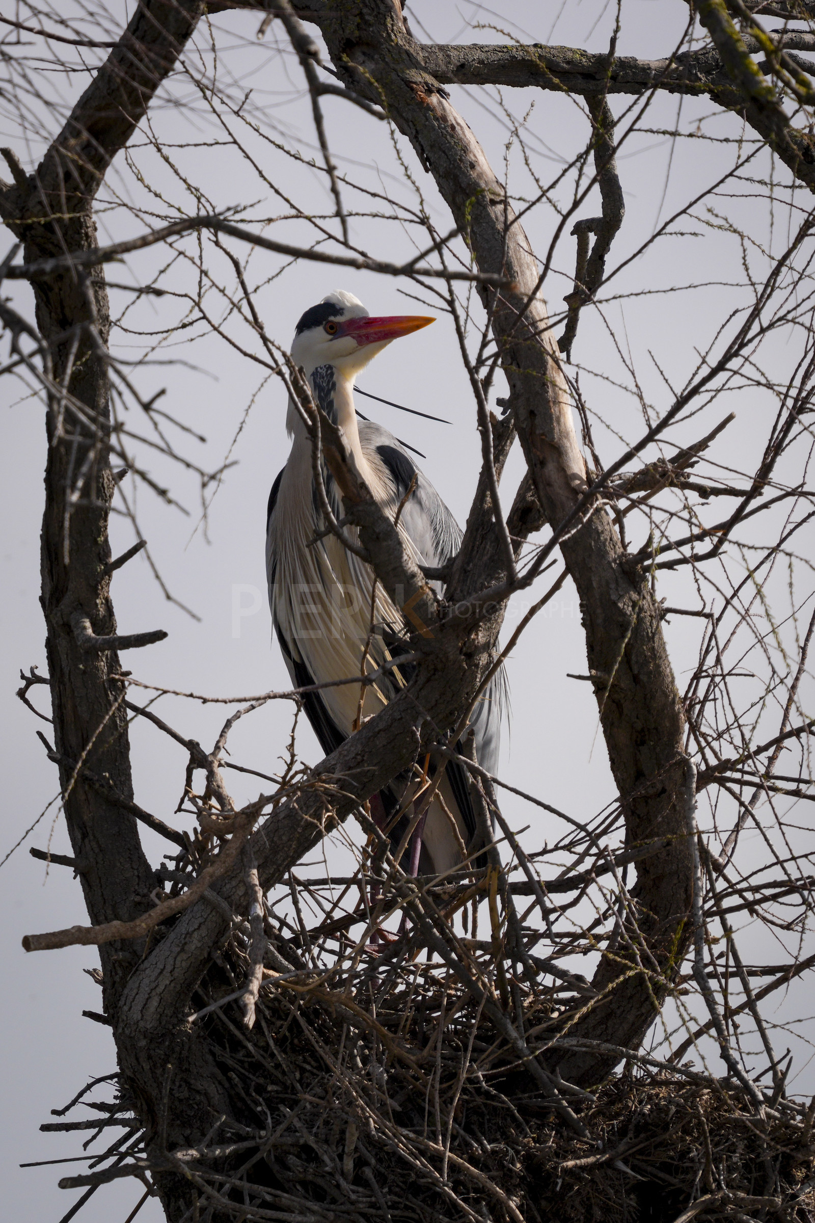 DSC02822-Pierik.jpg