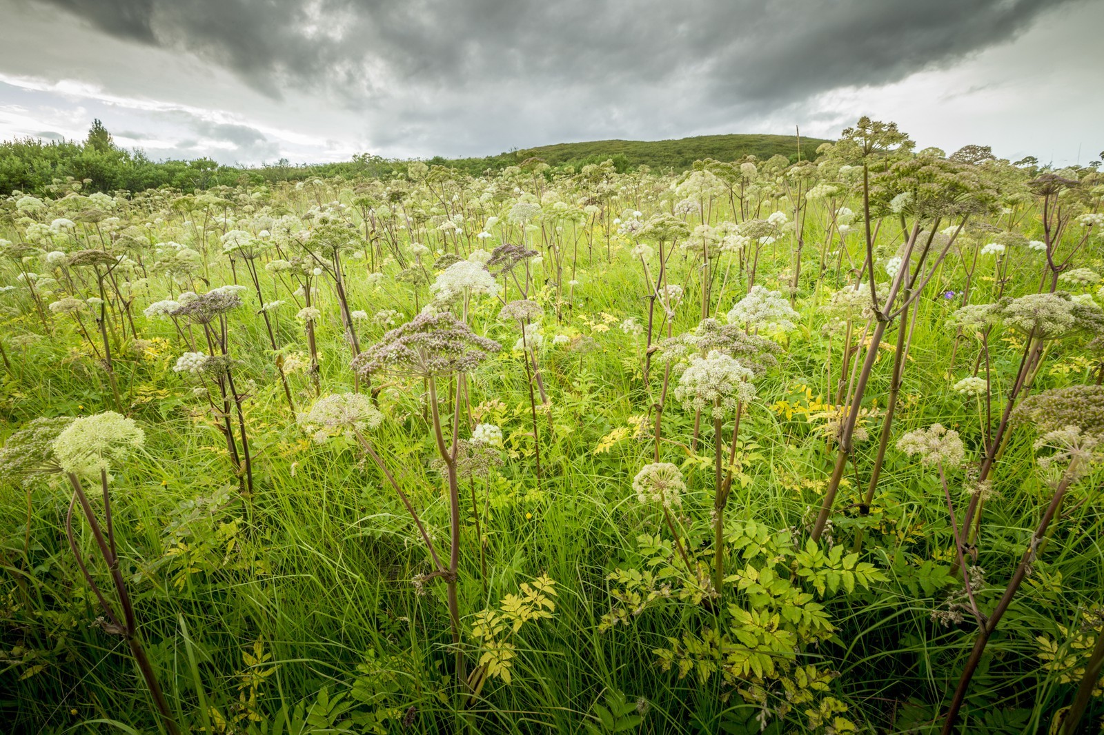 A29X5036.jpg A29X5036.jpg