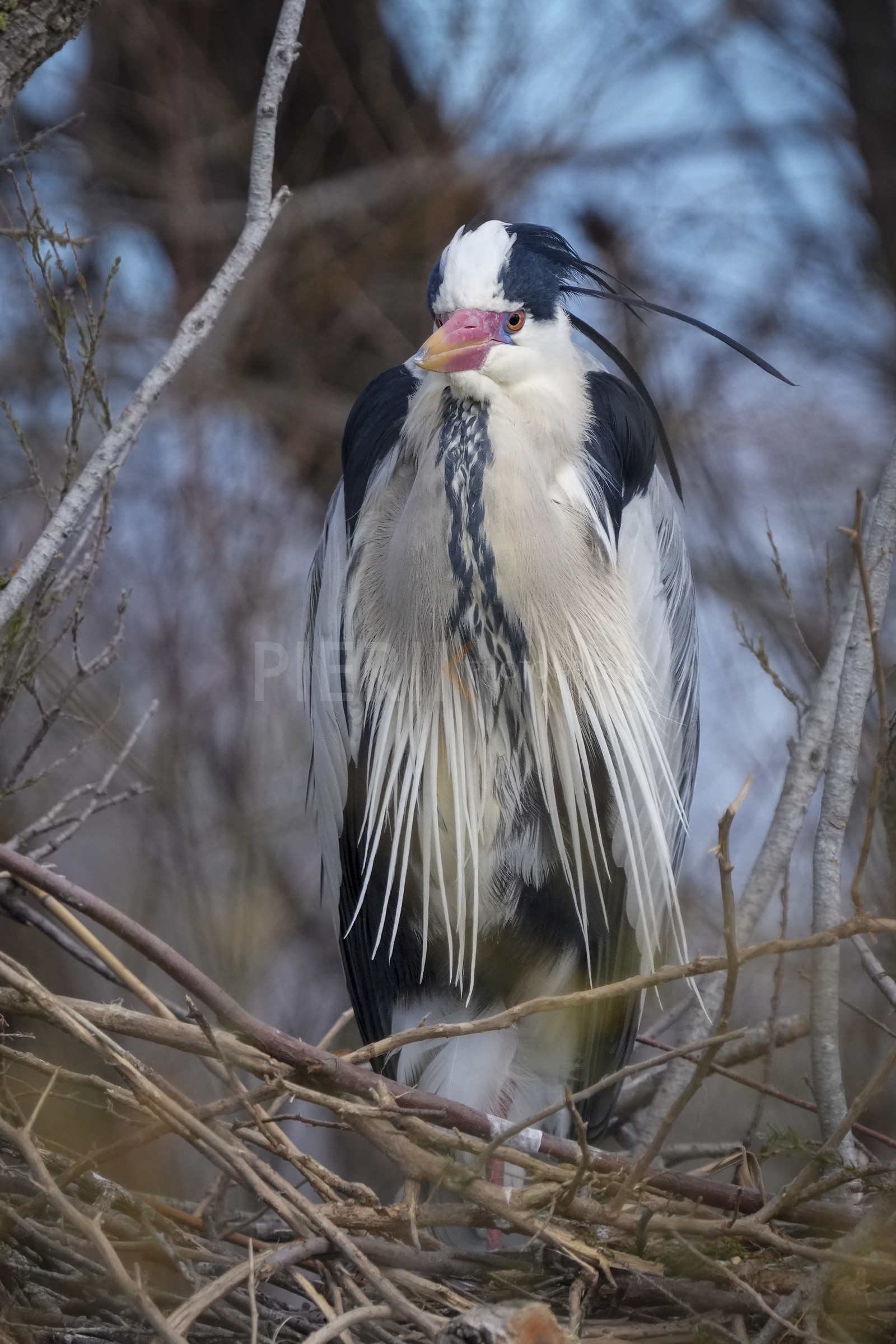 DSC02886-Pierik.jpg