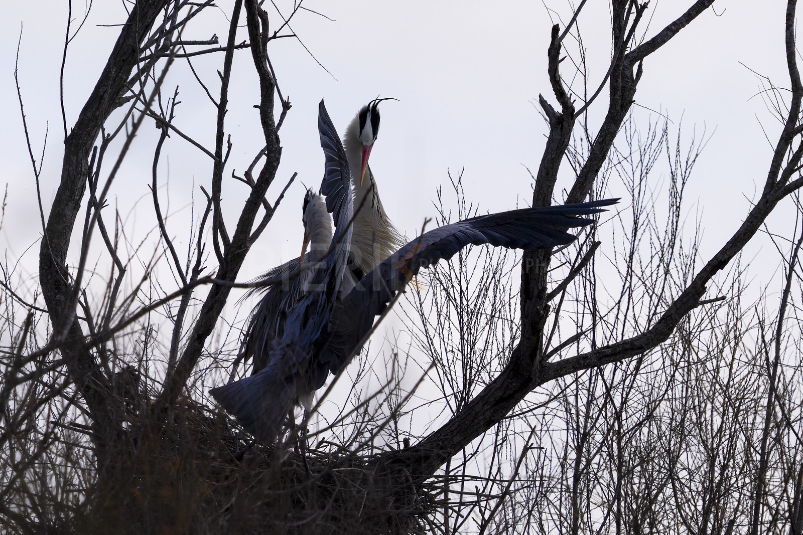 DSC02808-Pierik.jpg