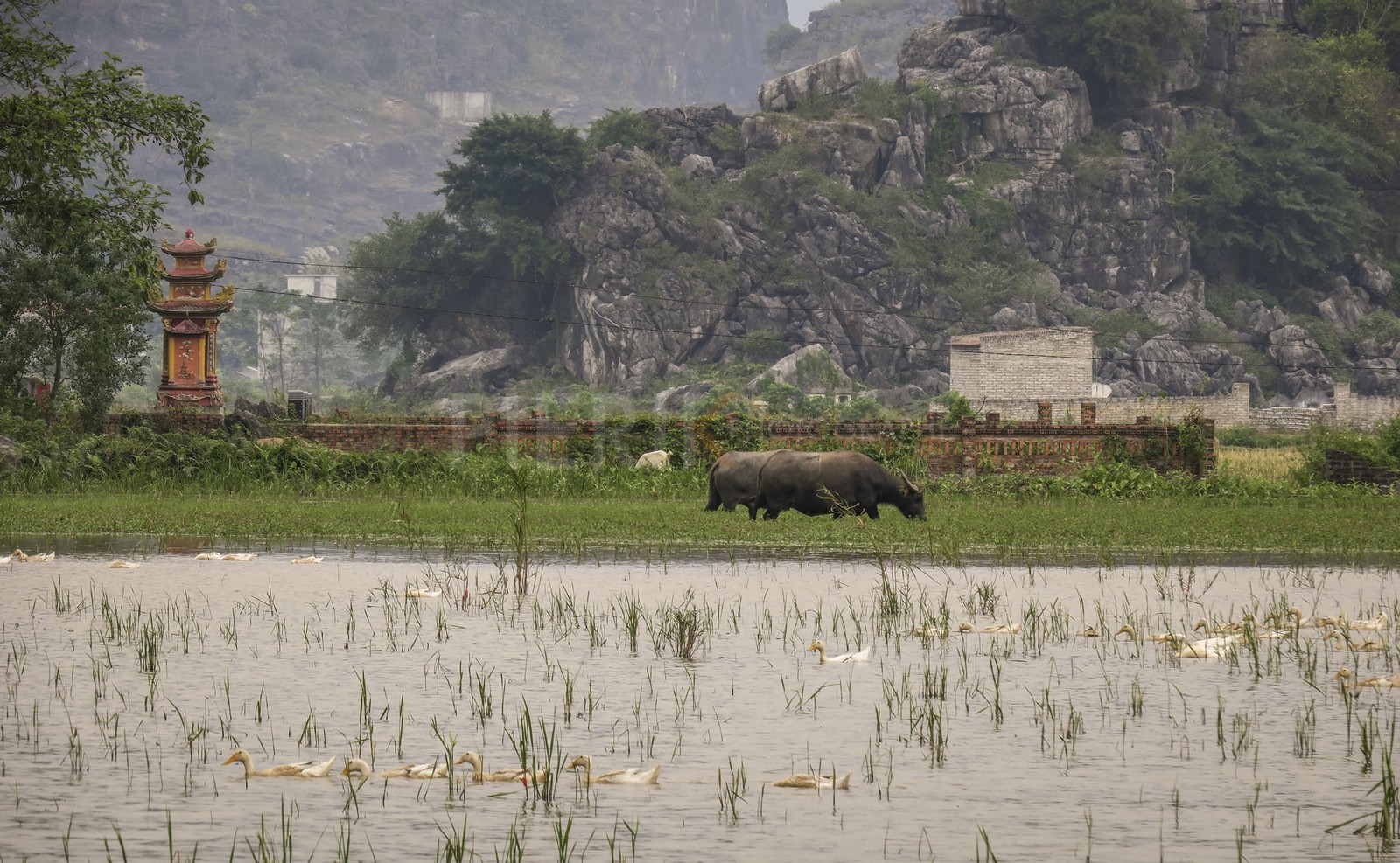 Tam Coc-2.jpg