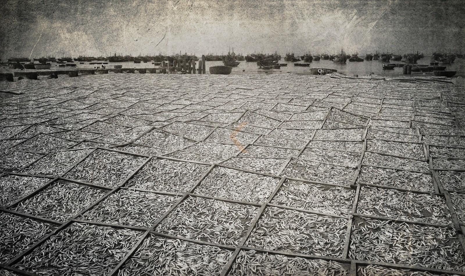 Séchage des poissons pour le Nuoc Mam Séchage des poissons pour le Nuoc Mam