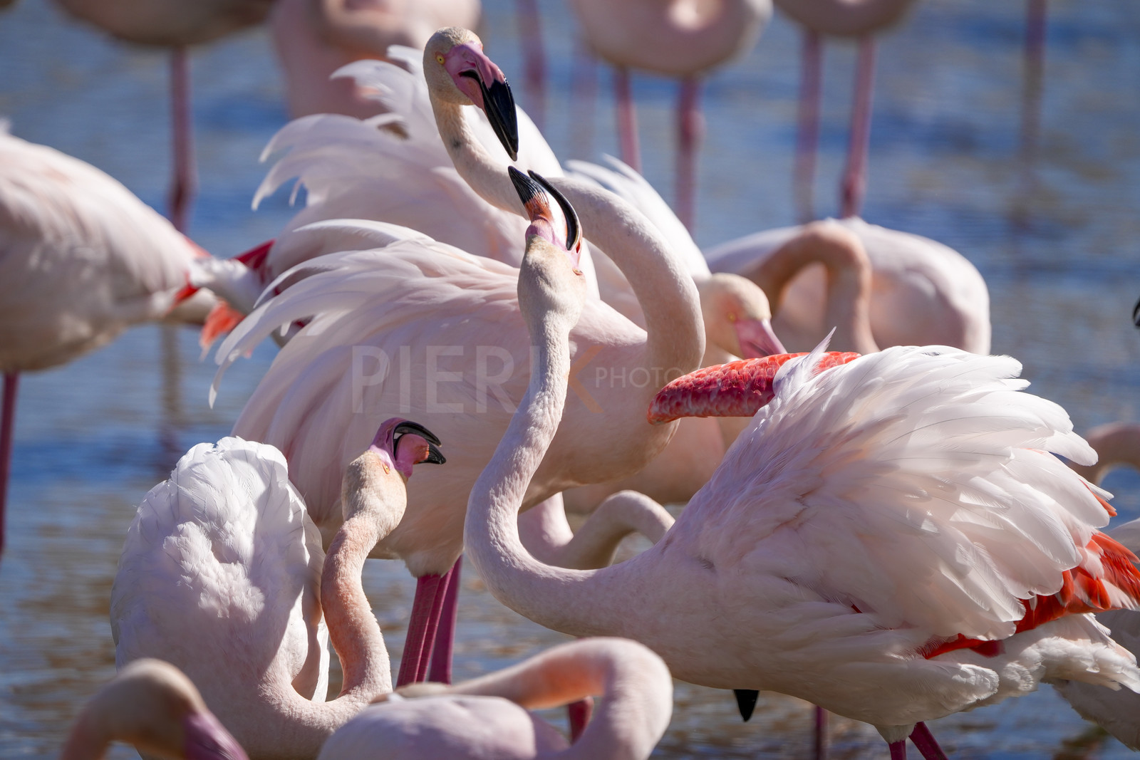 DSC03116-Pierik.jpg