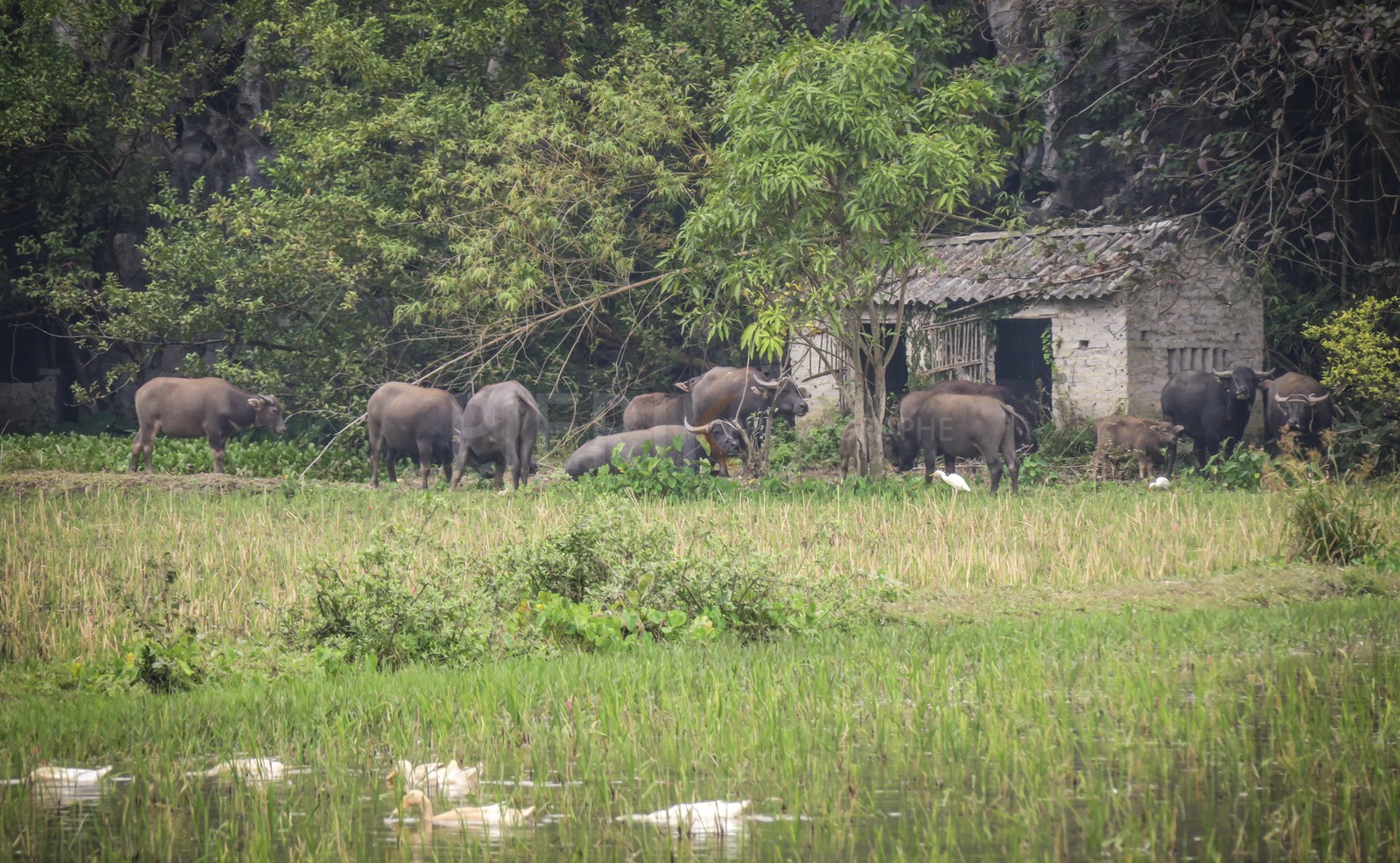 Tam Coc-4.jpg