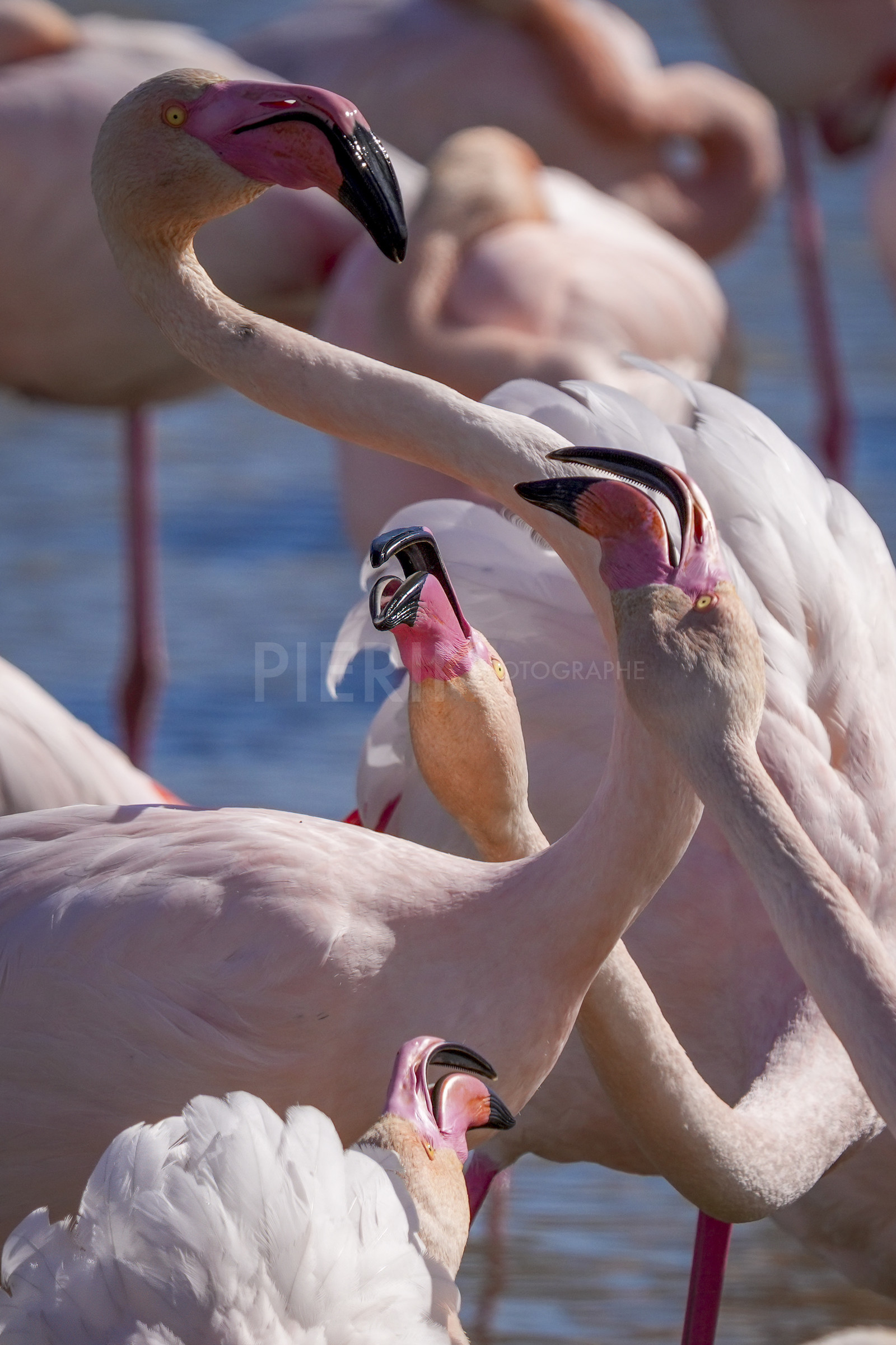 DSC03118-Pierik.jpg
