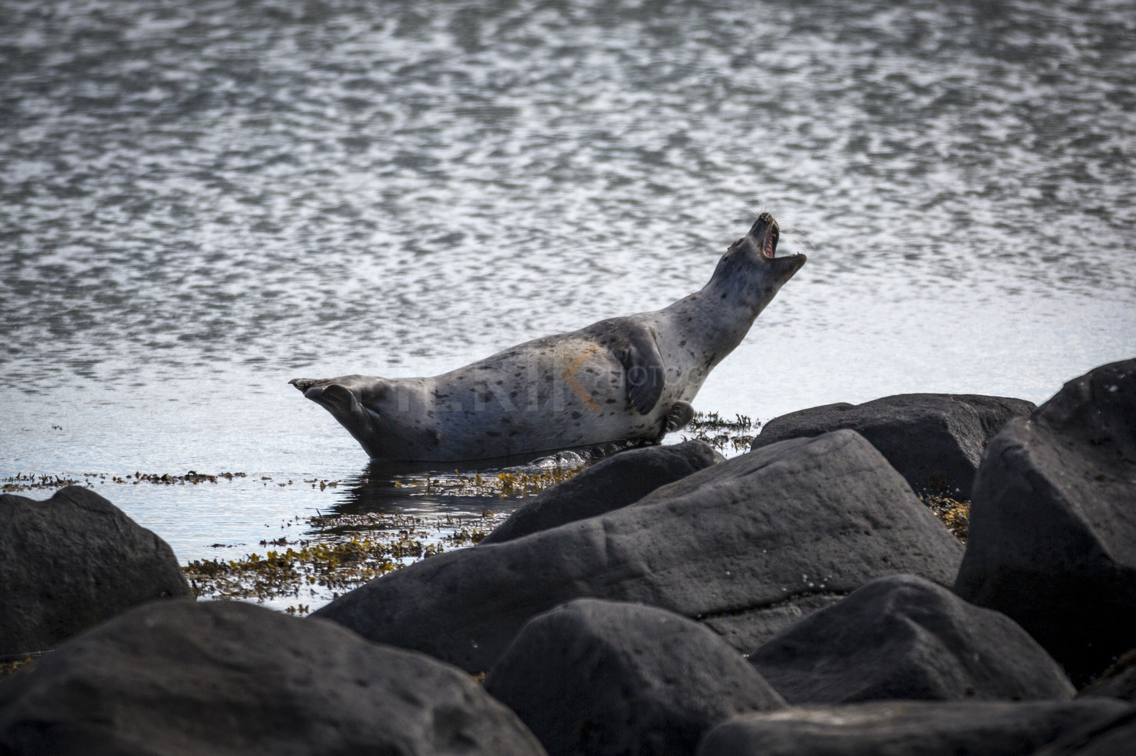 O60A3939.jpg O60A3939.jpg