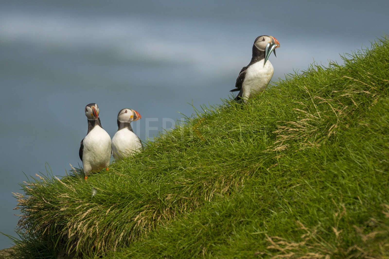 A29X4891.jpg A29X4891.jpg