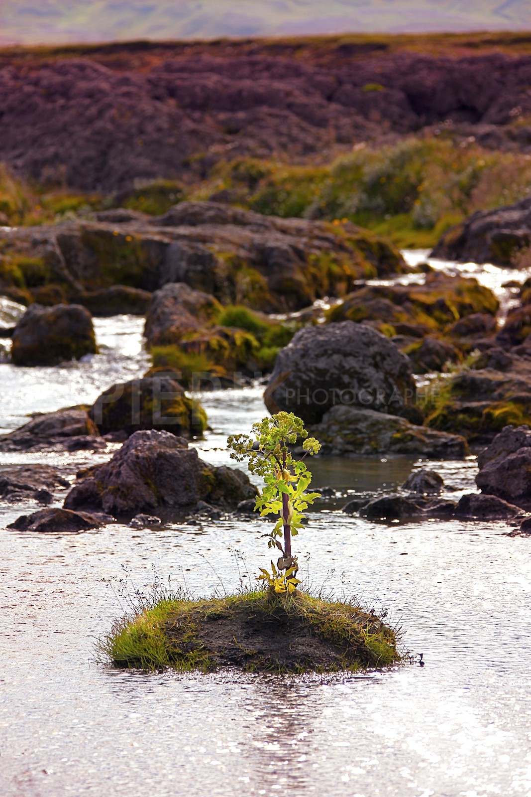 l'Angélique d'Islande