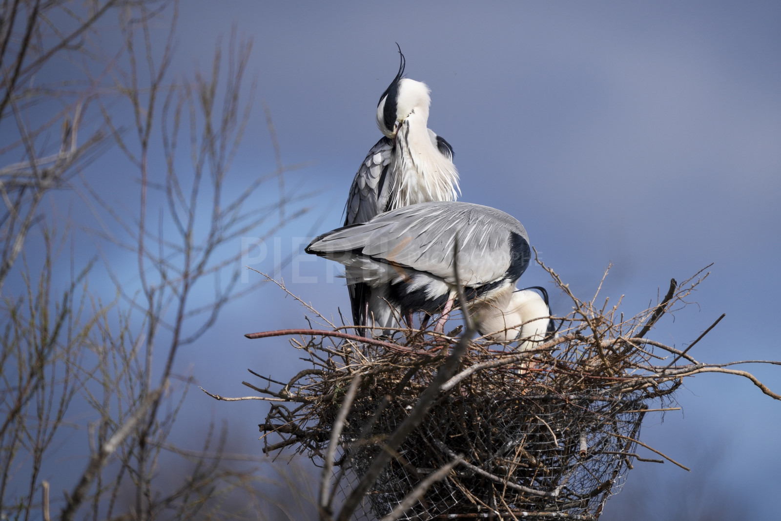 DSC02857-Pierik.jpg